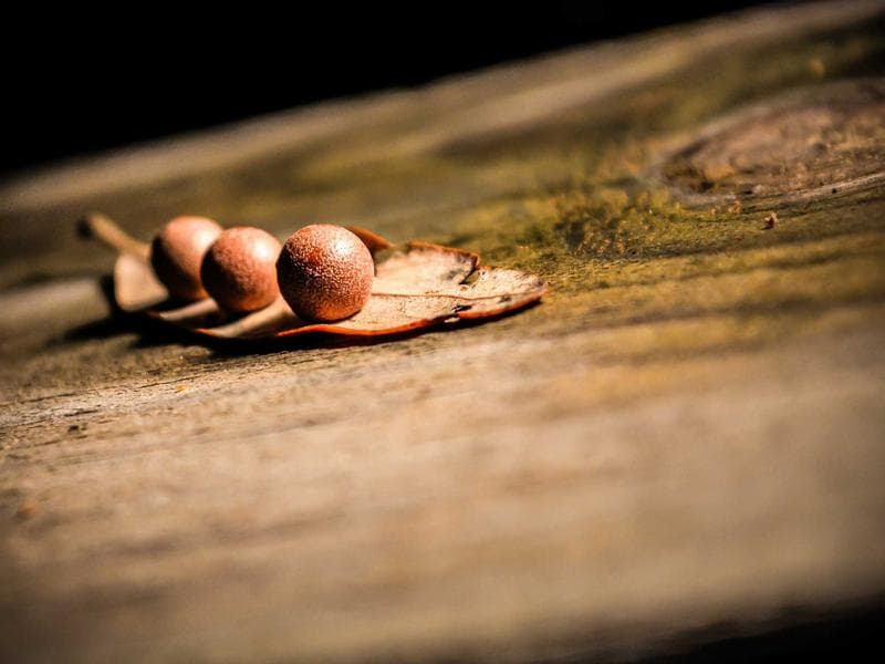 شقة مفروشة في العرين - كستن فوقاني