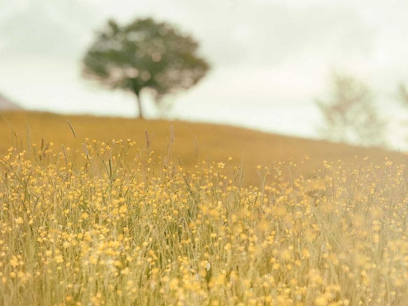 مزرعة مع مسبح في كردية