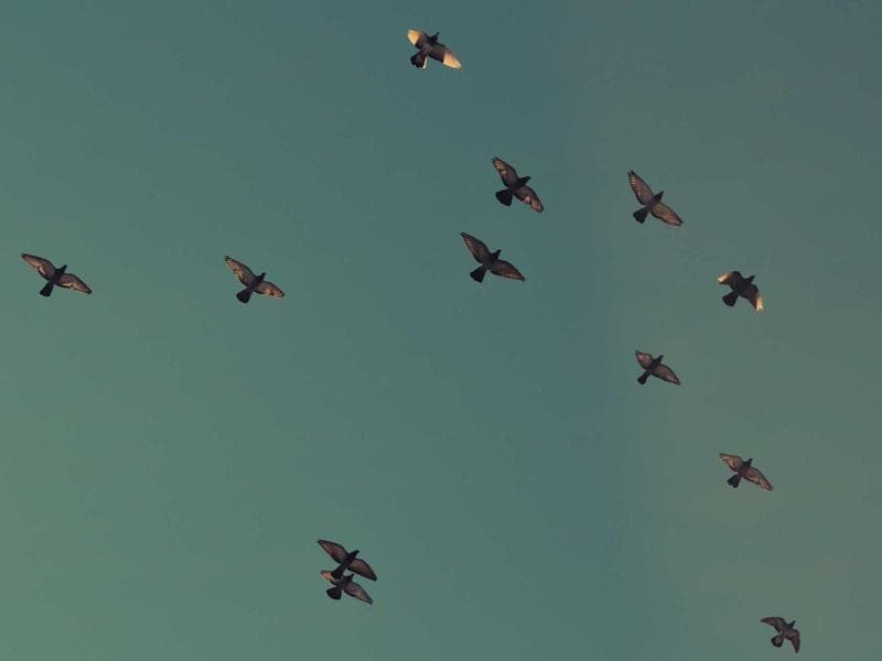 صالة أفراح فاخرة في الحلاقة